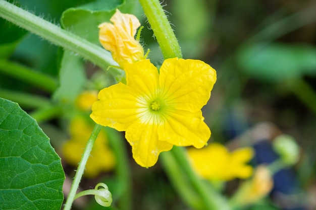 有機植物園の緑の葉とメロンの花黄色