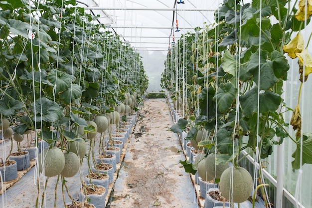 Il melone è maturo con gli alberi