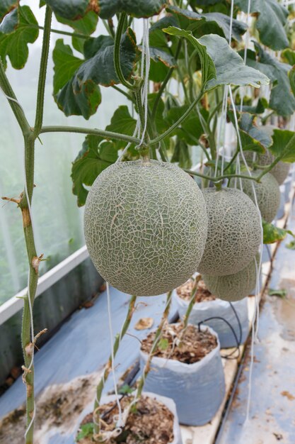 Il melone è maturo con gli alberi