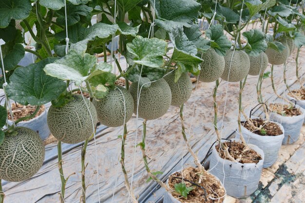 Foto il melone è maturo con gli alberi