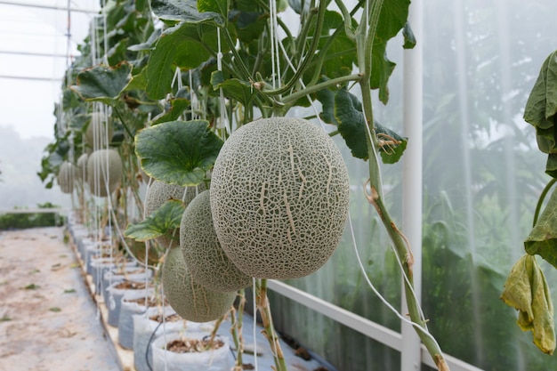 Foto il melone è maturo con gli alberi