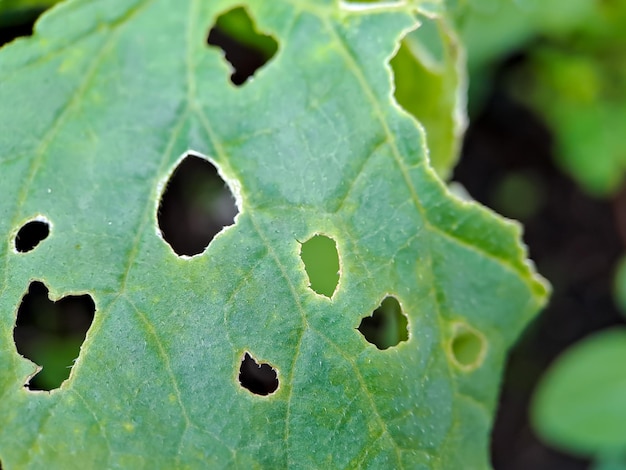 Melon leaves have holes in them because they are attacked by pests this indicates a bad harvest