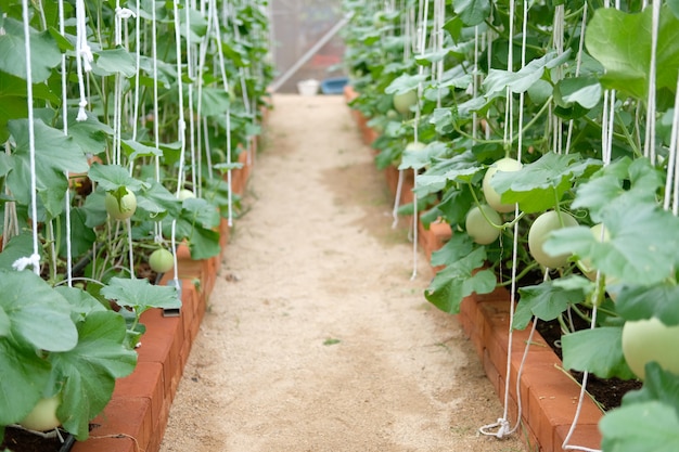 Melon plant growing in green house in farm