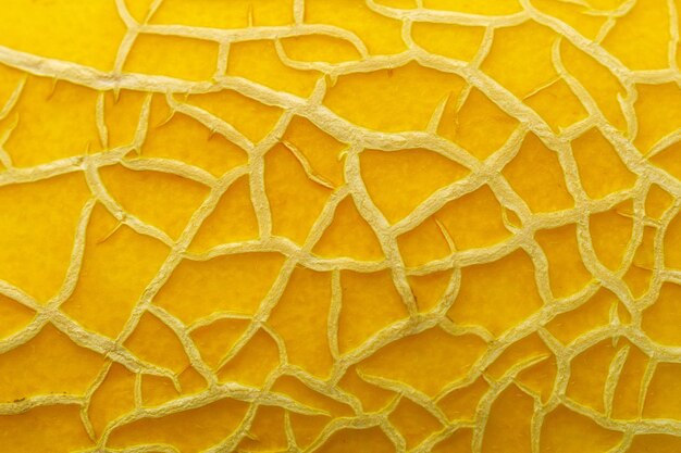 Melon texture background close up macro