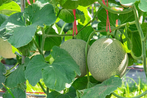 庭のメロン庭に育つウリの木菜園のメロンの実とメロンの苗