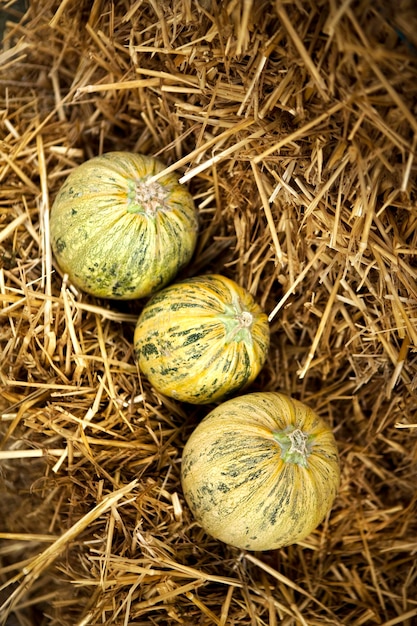 Melons on straw