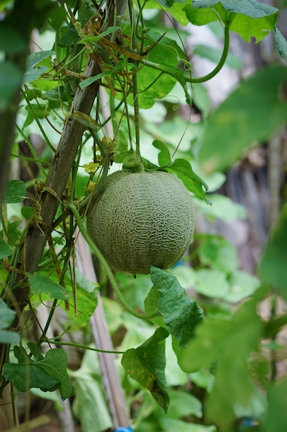 melons on tree in the garden