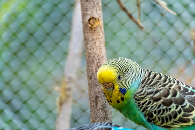 Melopsittacus undulatus parakeet bird eating seeds standing on
a wire background with bokeh beautiful colorful bird mexico