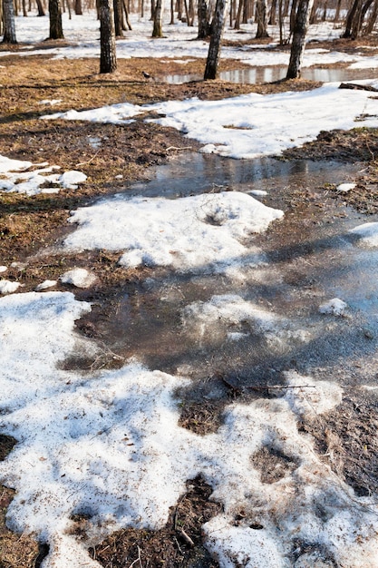 Melting puddles in spring forest