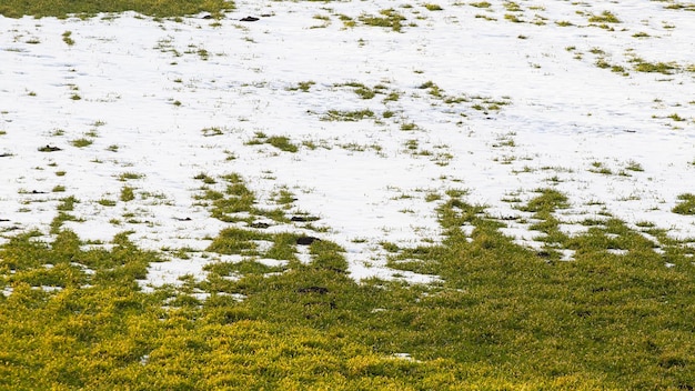 Neve che si scioglie in giardino, nel campo durante il disgelo primaverile. l'erba appassita si affaccia da sotto la neve sciolta