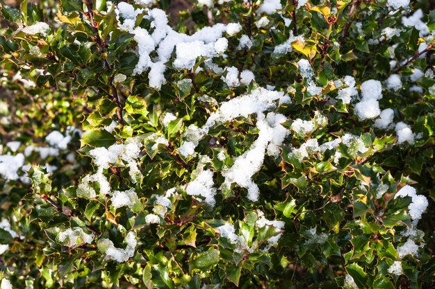 Photo melting snow on green leaves of holly bush