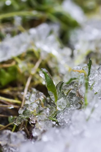 野生の森の芝生の上の雪と氷の融解 自然の季節の変化