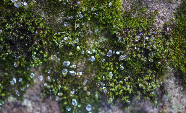 Melting snow and ice on green moss in wild forest Season change in nature