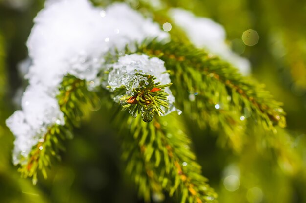 写真 緑のとげのあるモミの木の枝に溶ける雪が屋外にあります。