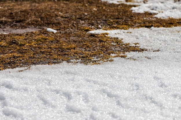 Neve che si scioglie in primavera. il confine tra neve e terreno scongelato con erba secca.