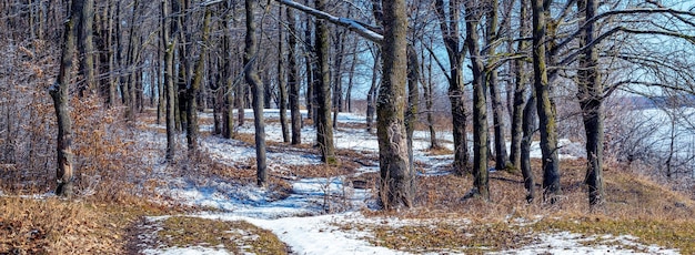 Neve che si scioglie nella foresta primaverile, paesaggio primaverile