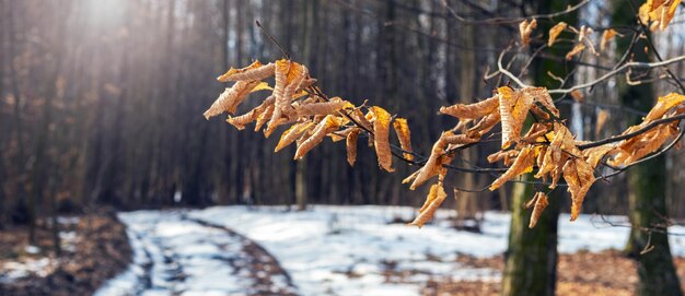 Melting snow in the spring forest with a  covered with melted snow road