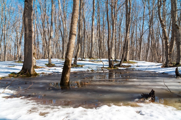 Melting snow in spring forest