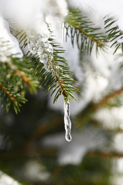 Melting snow in spring a formed icicle on a coniferous tree