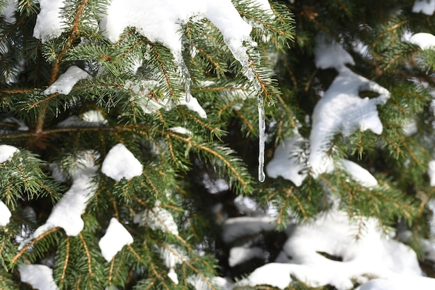 Melting snow in spring, a formed icicle on a coniferous tree.