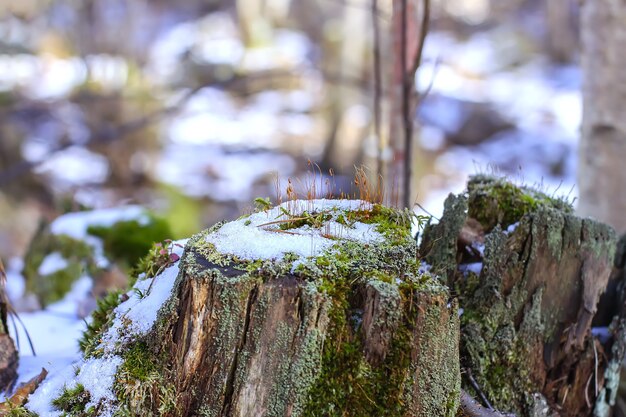 Superficie di fusione della neve sul ceppo di albero alla luce del sole nella foresta di primavera