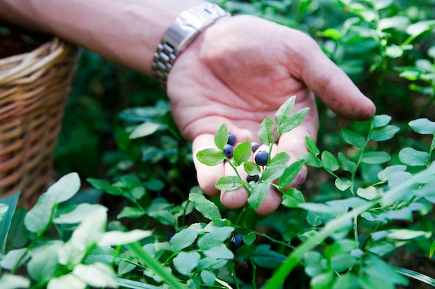 Men gather blueberries in forest