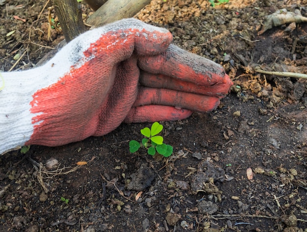 男性の手が土に苗を植えています。