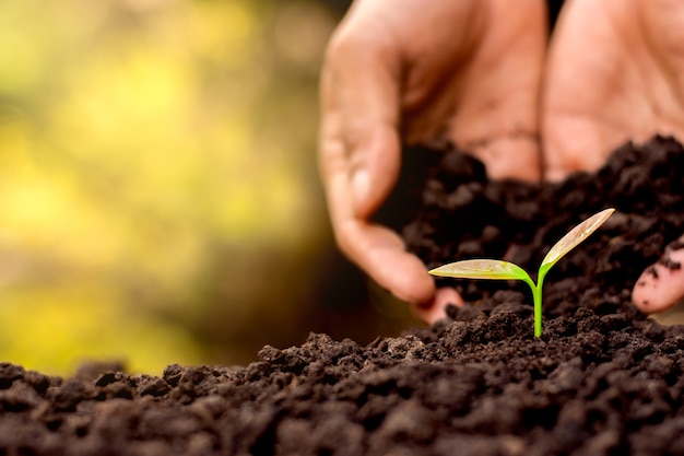 Men hand are planting the seedlings into the soil.