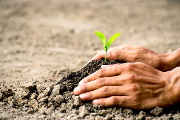 男性の手は土壌に苗を植えています。