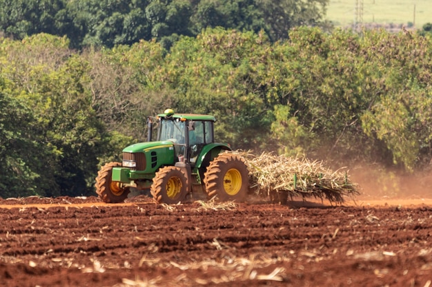 Men in the hot sun planting cane with their hands