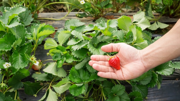 Men pick a red strawberry fruit.