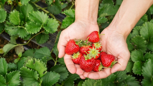 Men pick a red strawberry fruit.