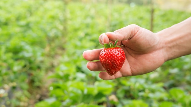 Men pick a red strawberry fruit.