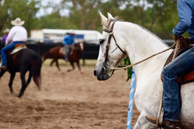 写真 陸上で馬に乗る男性