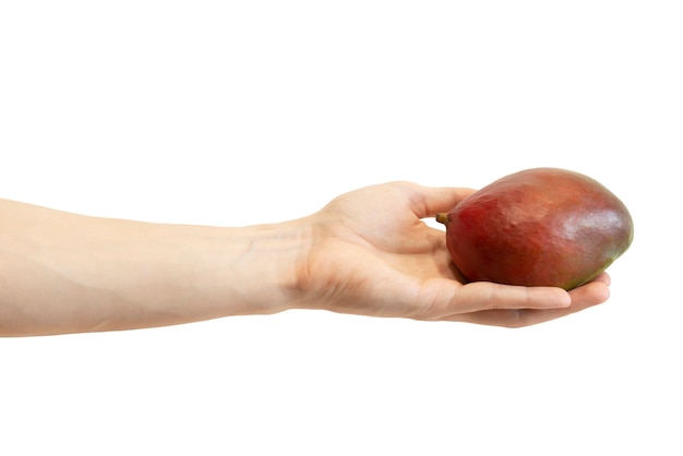 Men's hand gives a red mango isolated on white 