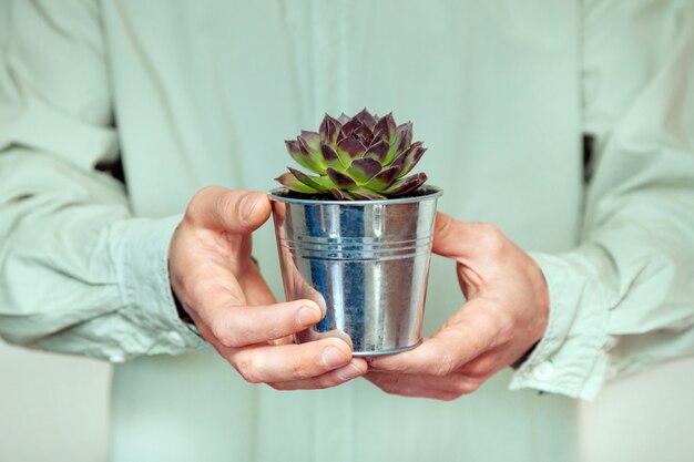 Le mani degli uomini mantengono il vaso con una pianta verde nella serra