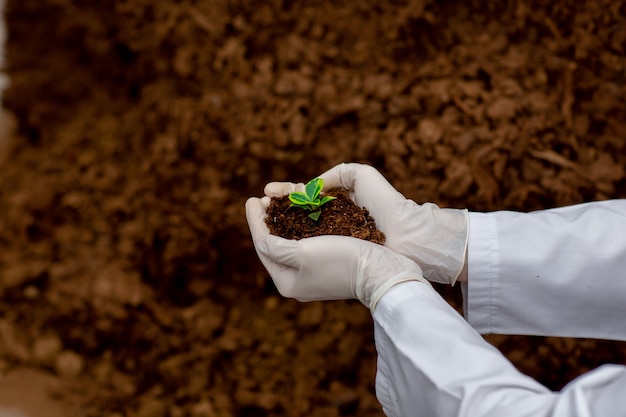 Photo men's hands in protective white gloves hold soil with seedling