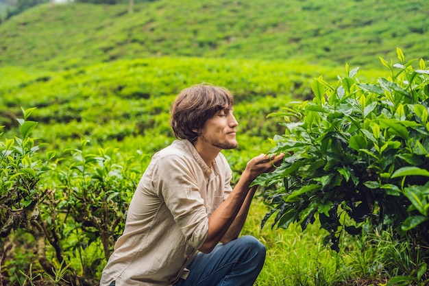 Men tourist at a tea plantation. Natural selected, Fresh tea leaves in tea farm in Cameron Highlands, Malaysia. Ecotourism concept