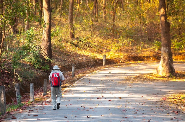 後ろからアジアの森の秋の季節にバックパックを持って歩く男性。コンセプトアドベンチャーと旅行観光