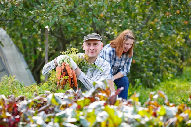 Photo men and women gather carrot , harvest