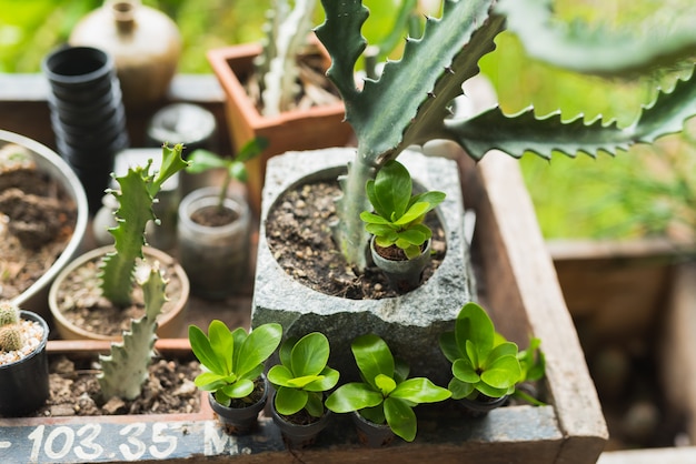 Meng Cactus en Scculent op de wooftafel