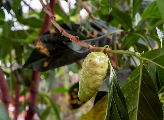 Mengkudu rijp Noni fruit Morinda citrifolia ook wel hongerfruit genoemd