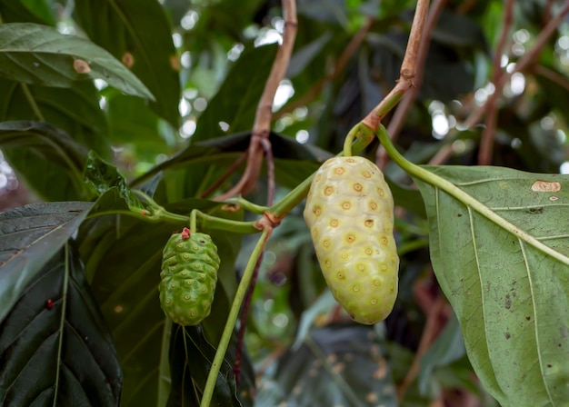 Photo mengkudu ripe noni fruit morinda citrifolia also called a starvation fruit