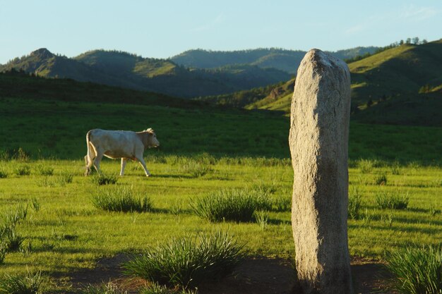 Menhir and cow