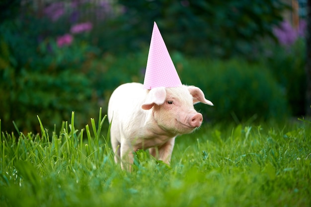 Mening die van roze piggy zich in tuin op groen gras bevindt en camera bekijkt.
