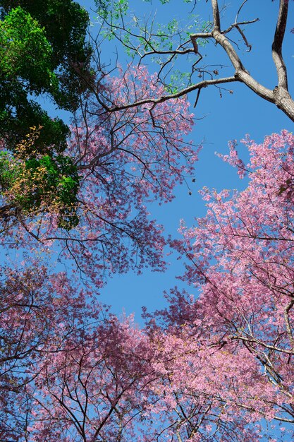 Mening die van sakura op berg bloeien die door groene boom met blauwe hemelachtergrond wordt omringd