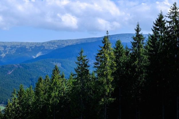 Mening met bomen van bos en bergen op achtergrond