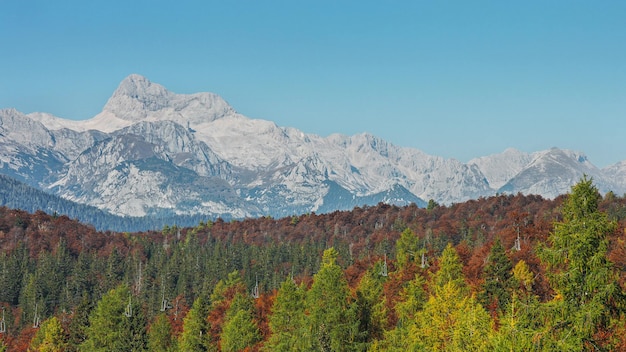 Mening van alpien de herfstbos en bergrotsenwaaier. 4K Footag