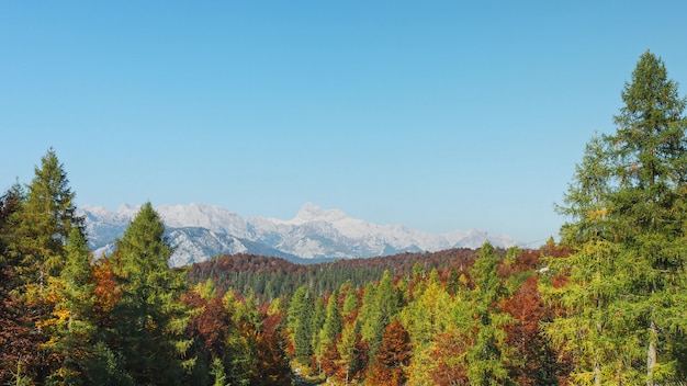 Mening van alpien de herfstbos en bergrotsenwaaier.