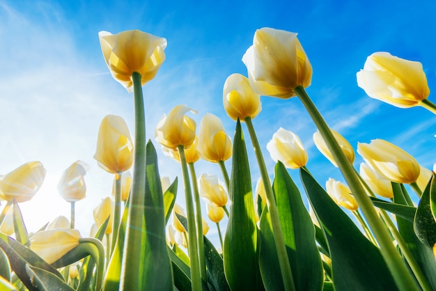 Mening van gele tulpenrijen in de zomer